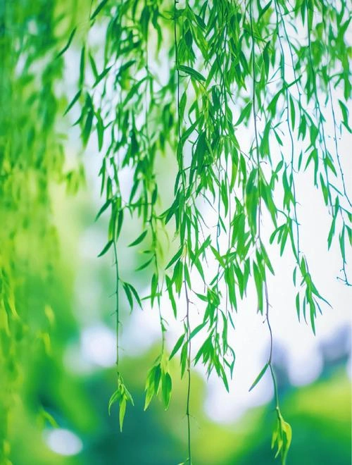 杨柳春风 剧情片 宣传照