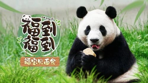 福到福到福宝见面会 未知 综艺 官方剧照
