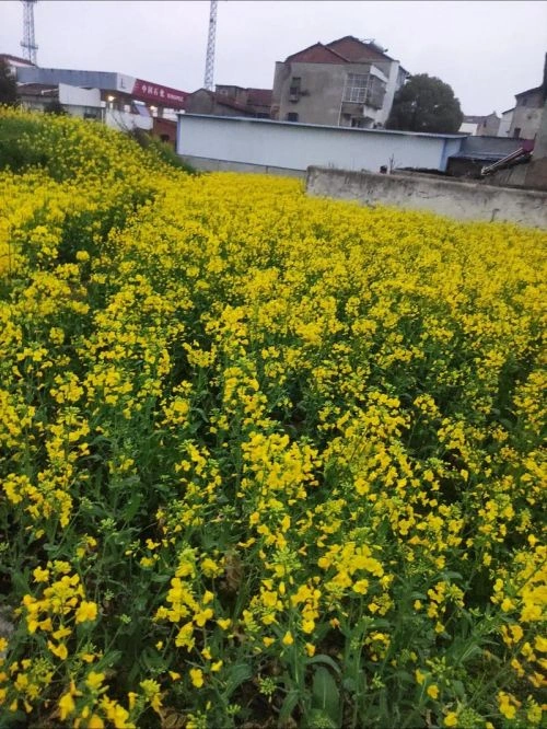 于力勇 油菜花开的季节 其他片 剧照