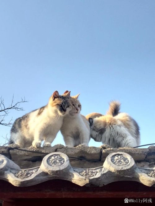 四个小伙伴 卢桂兰 角色剧照