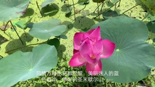 父母的婚事 剧情片 截图