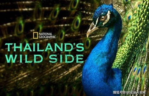狂野泰国 纪录片海报