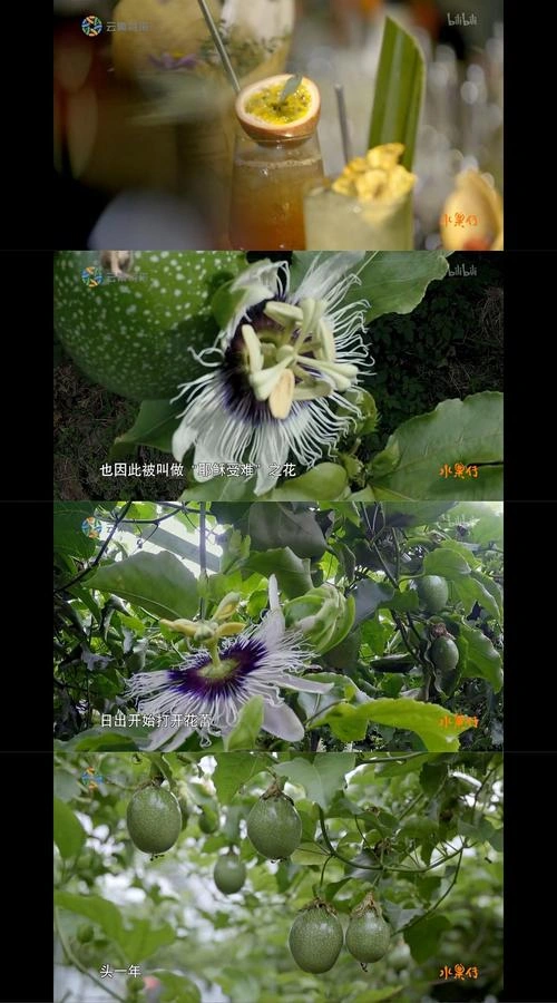 水果传第一季 国产剧 宣传照