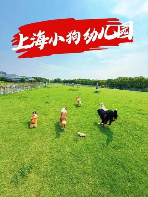综艺 小狗幼儿园