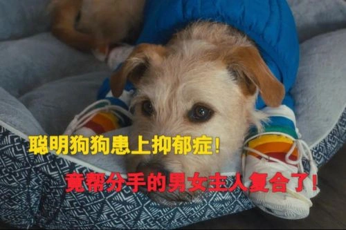 埃莉·詹姆森 主演 爱犬莫福 喜剧片